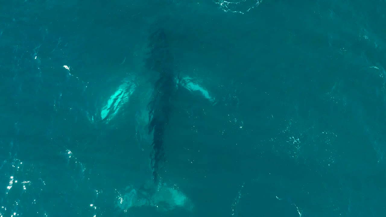 Overhead view at El Tule Los Cabos of a humpback whale just below turquoise water, with a pale pectoral fin visible and no visible people.