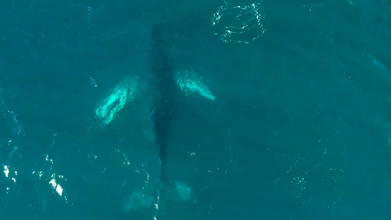 Humpback whale under blue-green water with bright surface glints nearby.