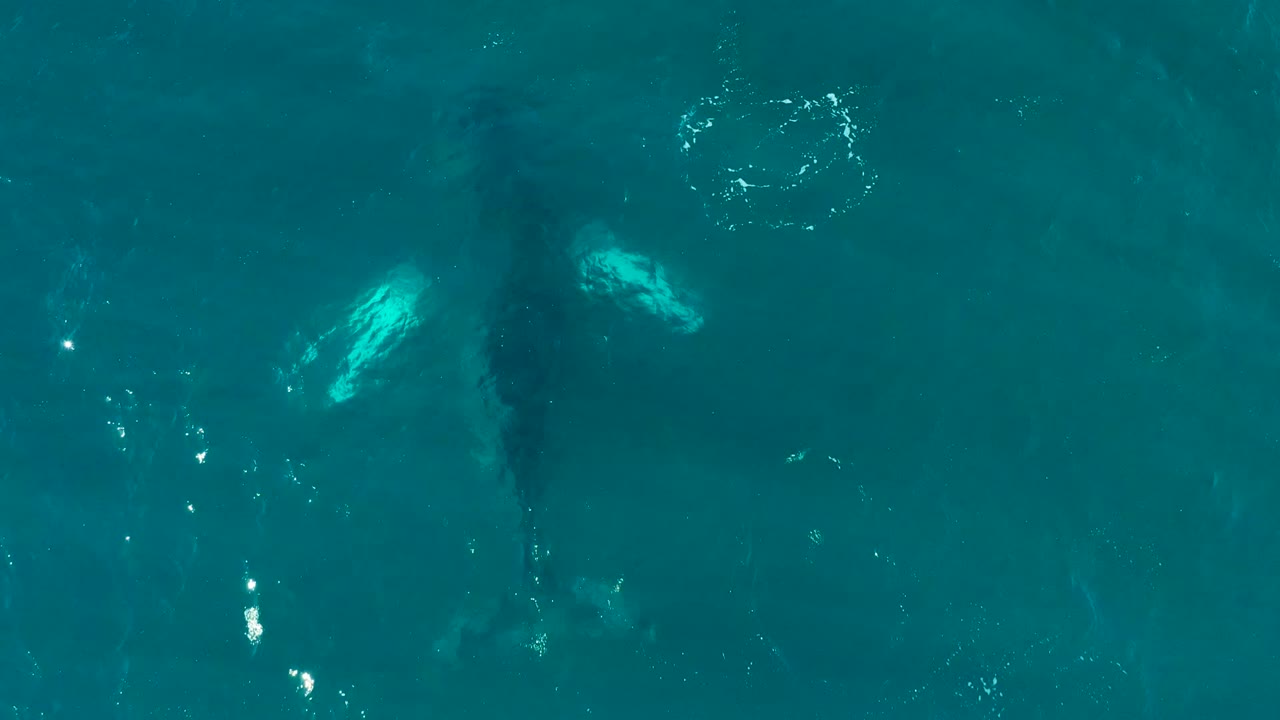 The whale remains visible beneath the turquoise surface at El Tule Los Cabos, with the pale fin offset against darker body shadow and no visible people.
