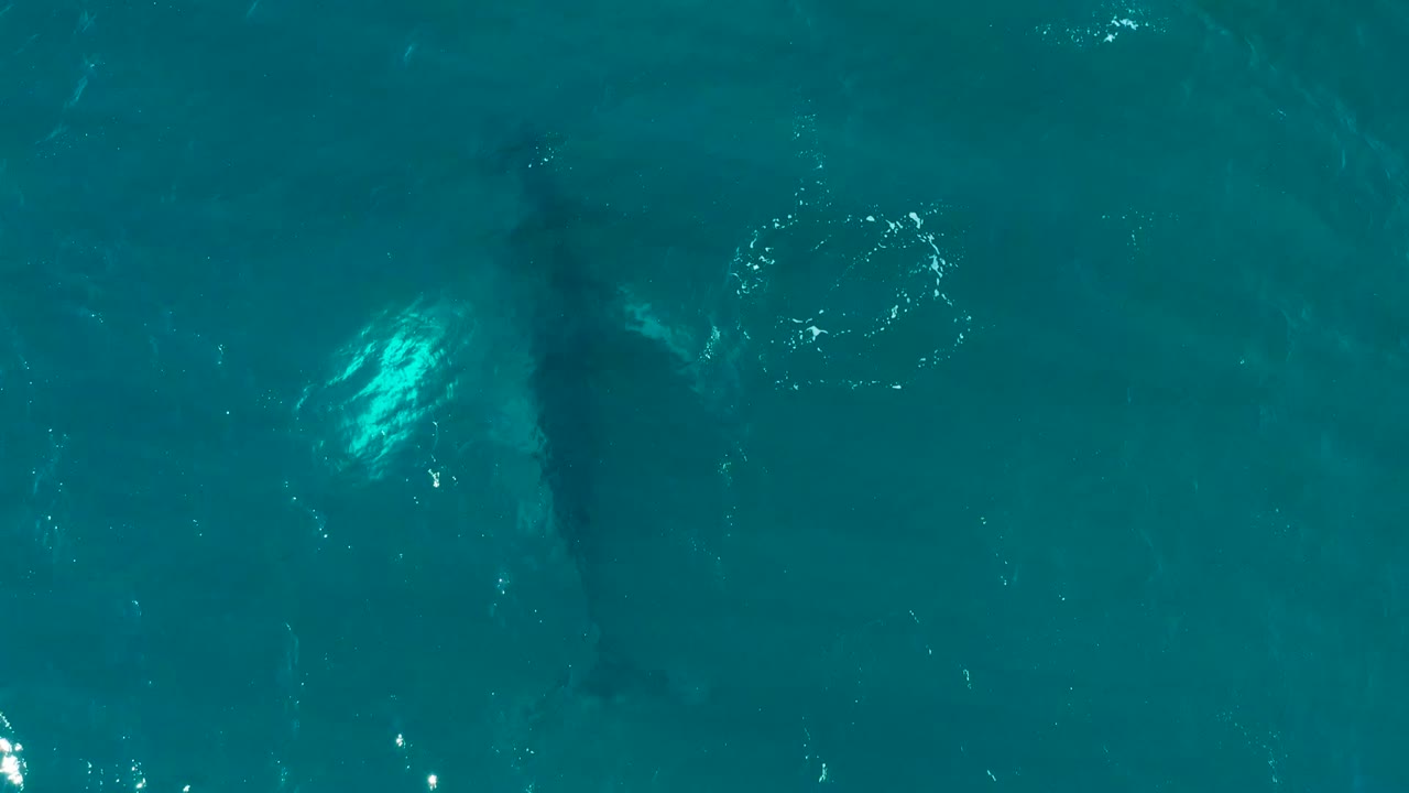 Whale shape below rippled turquoise water from an overhead view.