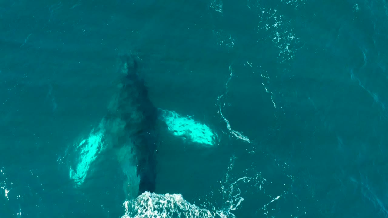 A humpback whale is seen from above under turquoise water at El Tule Los Cabos, with pale pectoral fins and a small patch of white surface foam, no visible people.