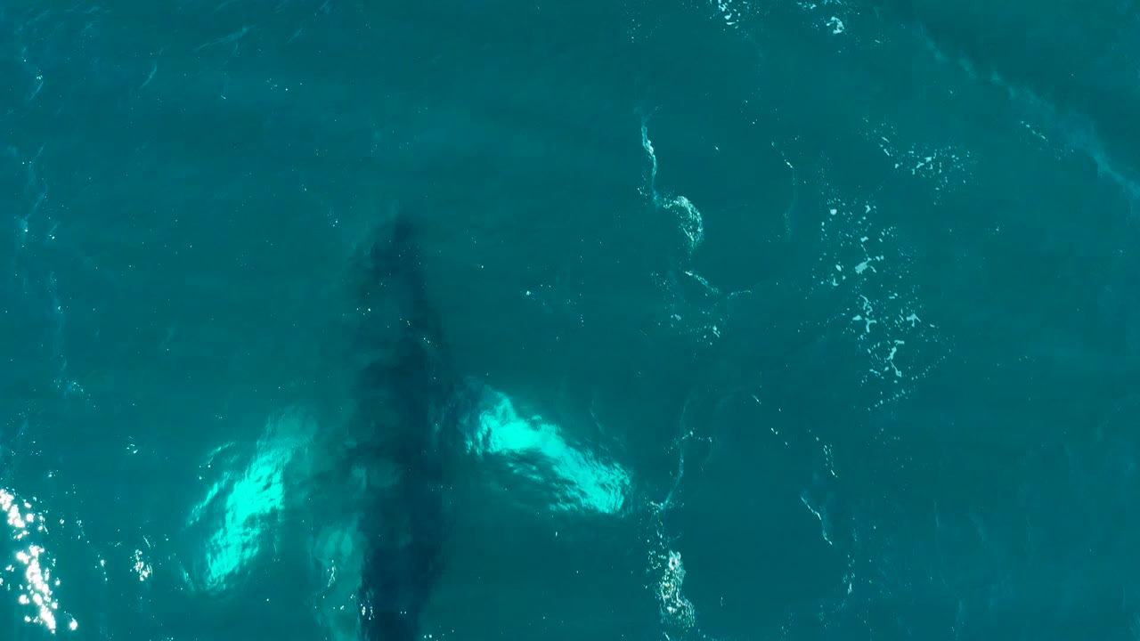 The humpback whale appears deeper below the blue-green surface at El Tule Los Cabos, with its left pectoral fin brighter than the body and no visible people.