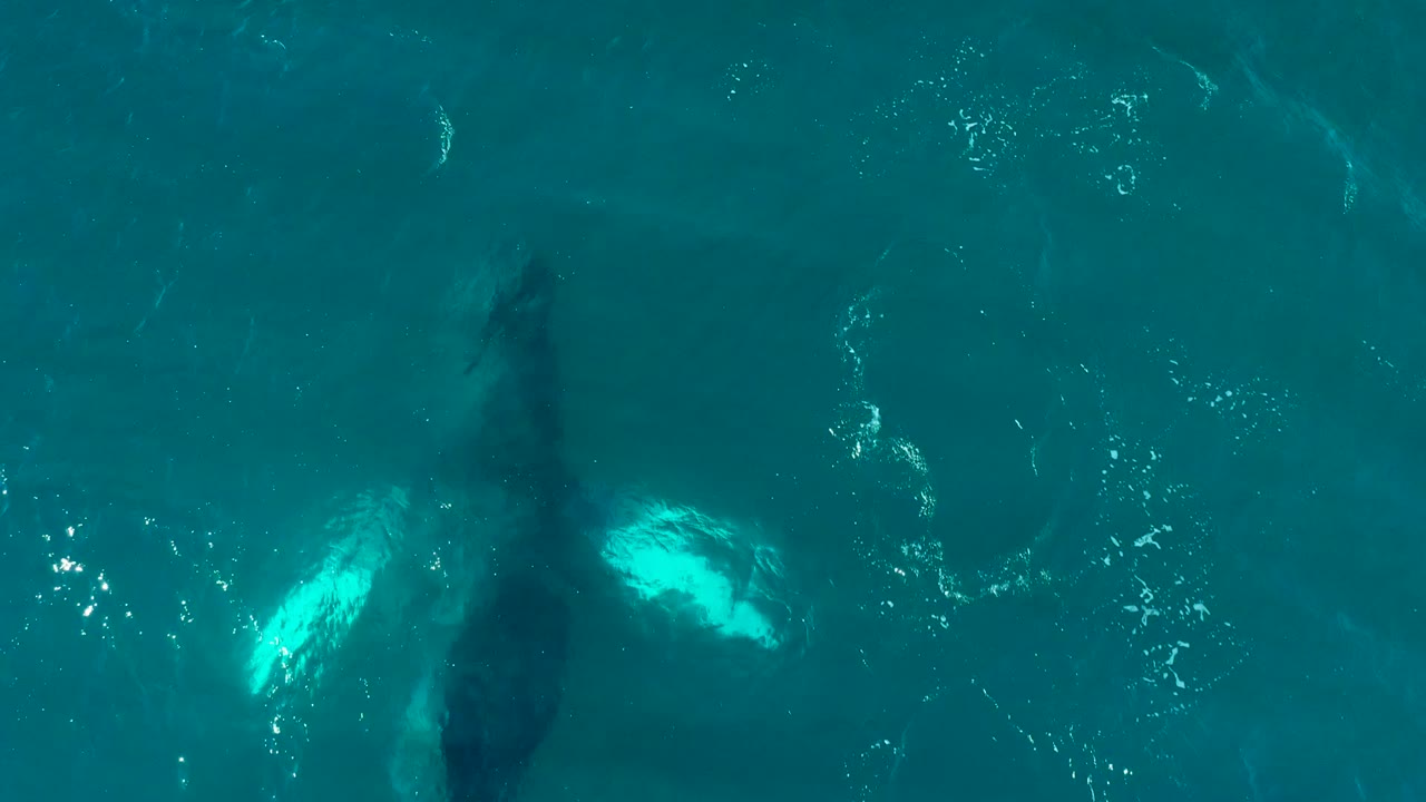 A top-down view at El Tule Los Cabos shows the humpback whale with both pale pectoral fins visible under turquoise water, surrounded by scattered ripples and no visible people.