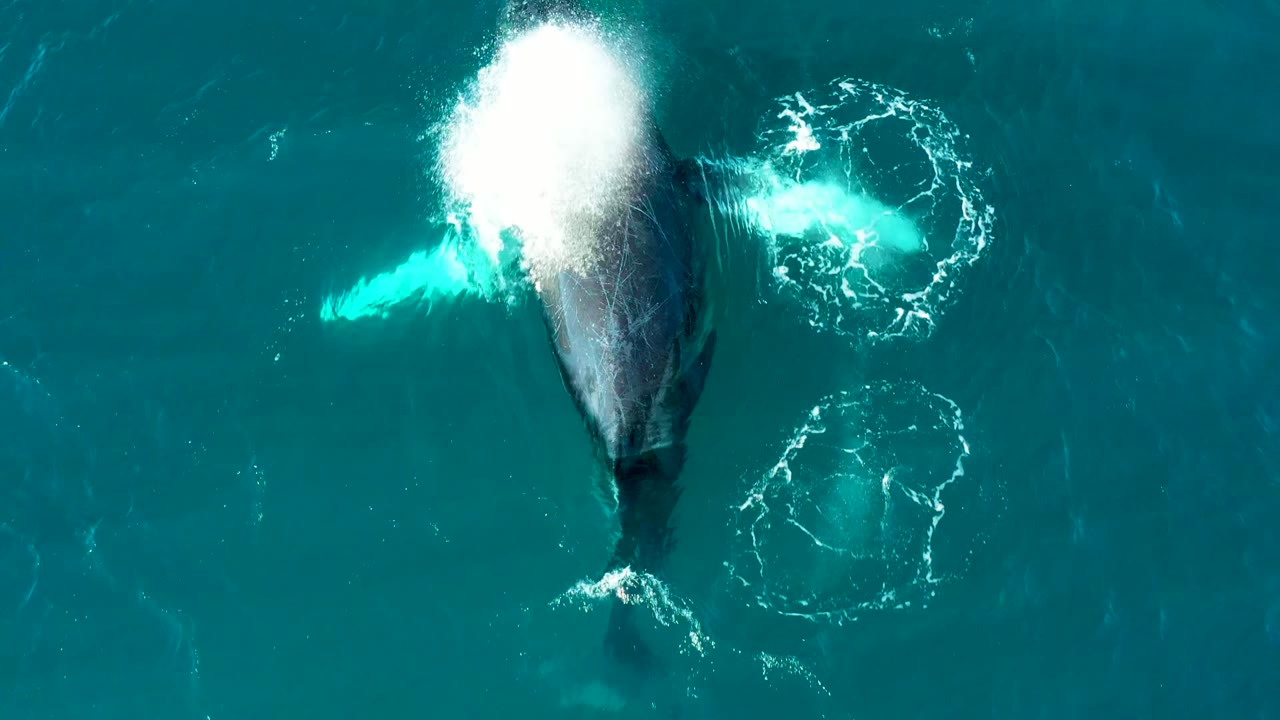 Overhead view of a humpback whale surfacing in turquoise water at El Tule, Los Cabos, with bright white spray near its head and no visible people.