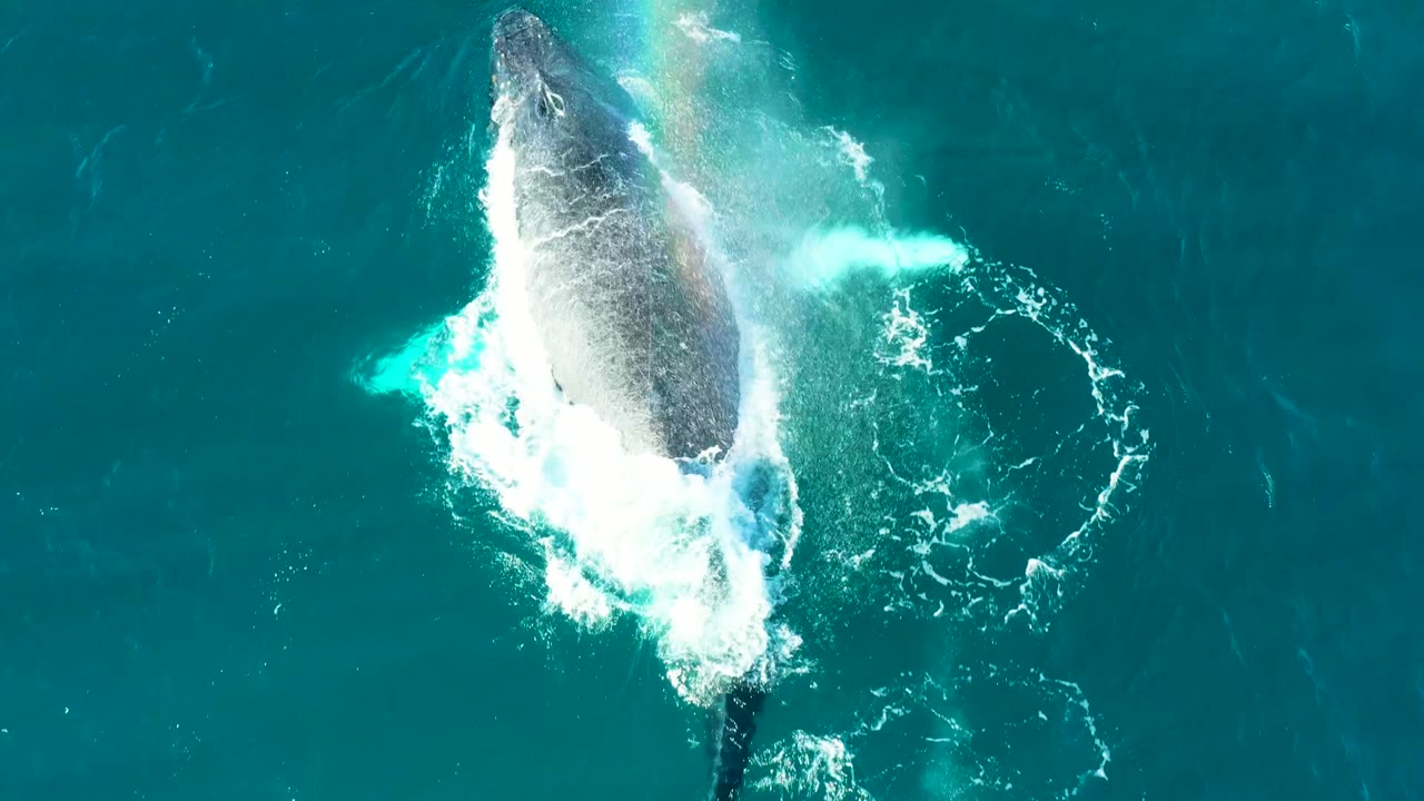 Aerial frame of the humpback whale's body at the surface in El Tule, Los Cabos, with white foam curling around it and no visible people.