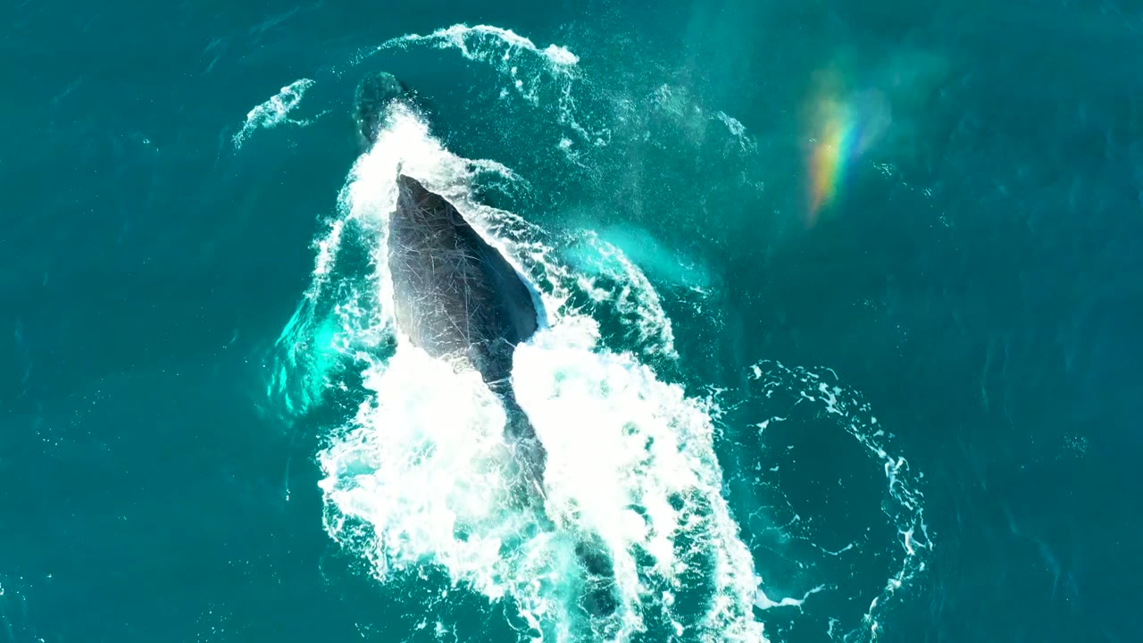 Top-down view of the humpback whale partly covered by white turbulent water in El Tule, Los Cabos, with a faint rainbow-like light mark and no visible people.