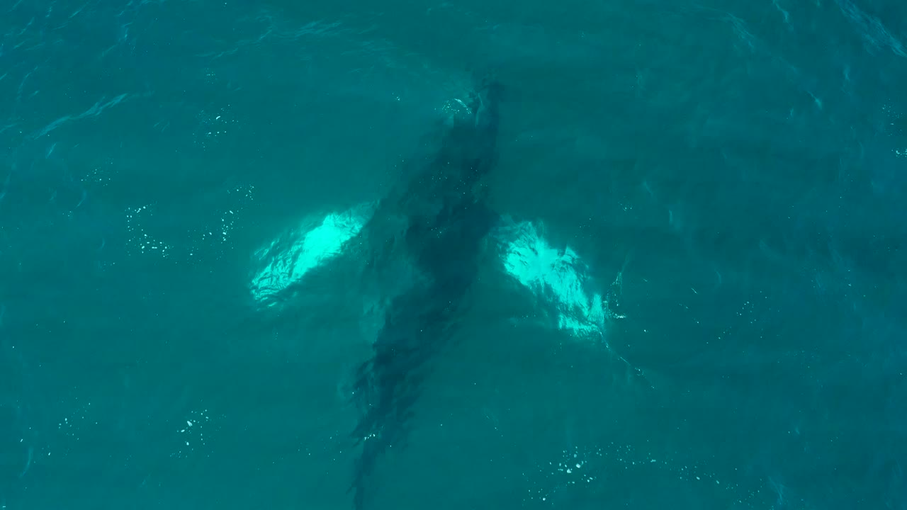 Overhead frame from El Tule Los Cabos showing a humpback whale below turquoise water with pale pectoral fins visible and no visible people.