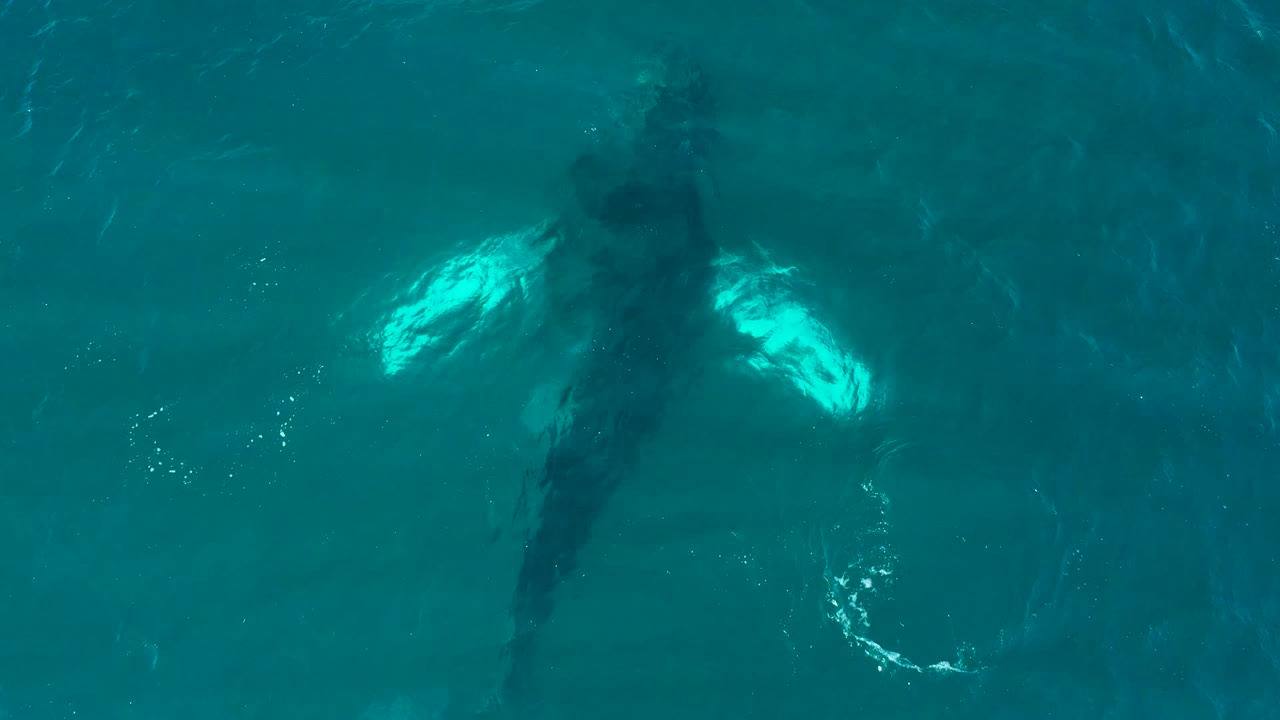 Humpback whale centered under clear blue-green ocean water.