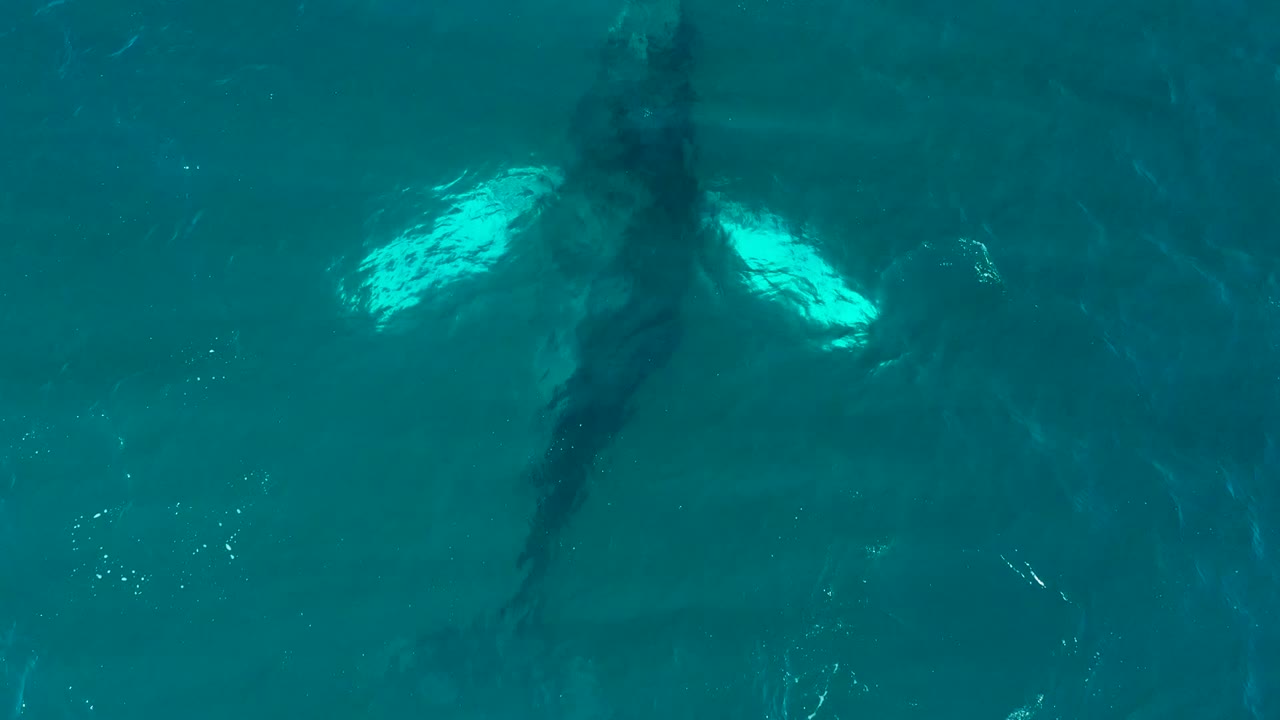 At 0:02, the whale appears slightly farther across the frame under rippled turquoise water, with bright pectoral fins standing out against its darker body and no visible people.