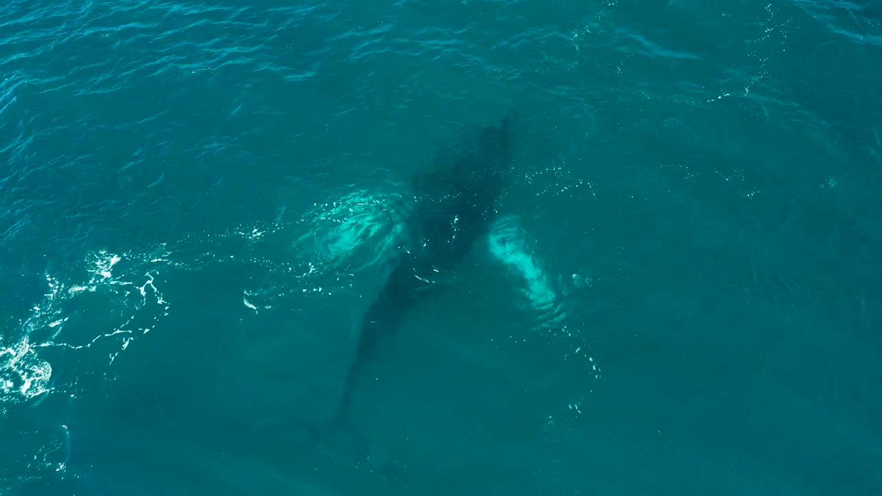 Humpback whale seen from overhead beneath turquoise water at El Tule Los Cabos, with pale pectoral fins just visible and no visible people.