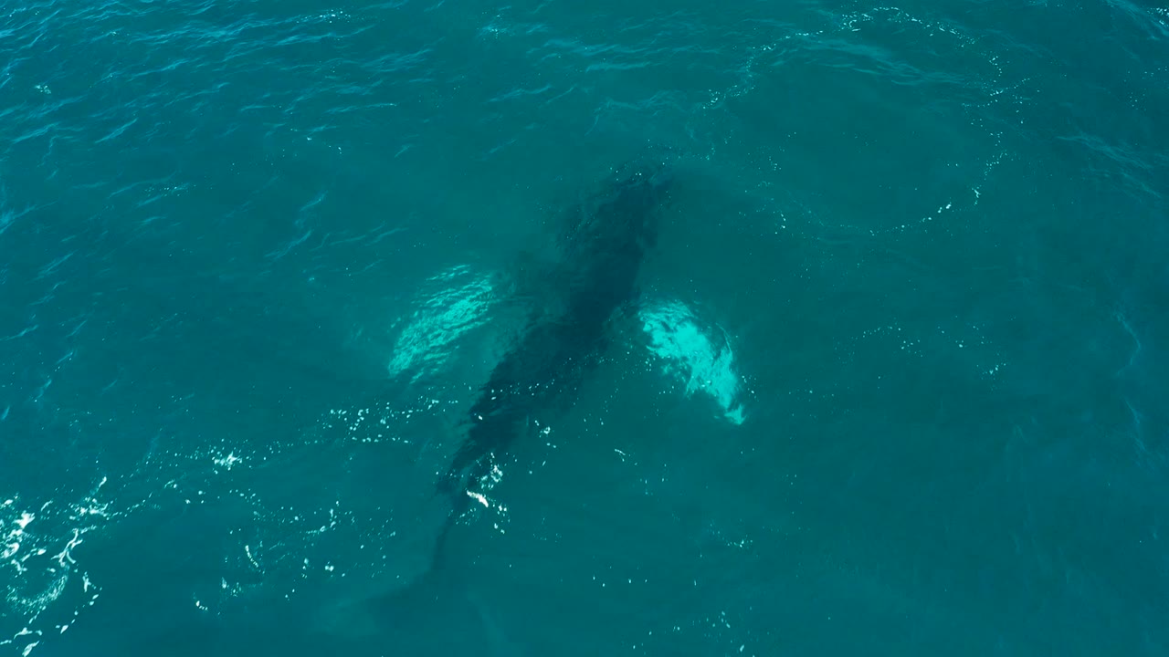 Whale body and fins visible below rippled blue water