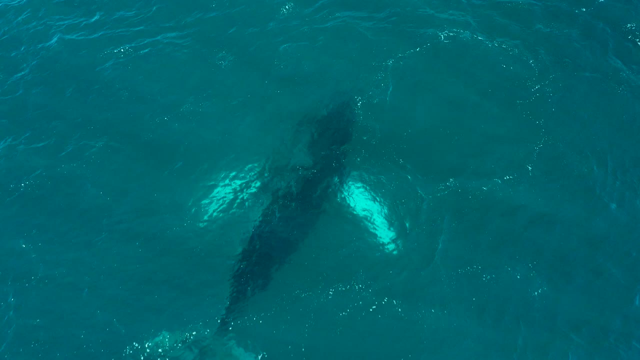 A dark humpback whale silhouette appears beneath turquoise ocean water at El Tule Los Cabos, with one pale fin area more visible and no visible people.