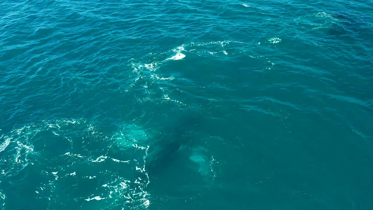 At 0:00 in El Tule Los Cabos, Baja California Sur, a large whale shape is visible under turquoise ocean water with white ripple lines at left and no visible people.