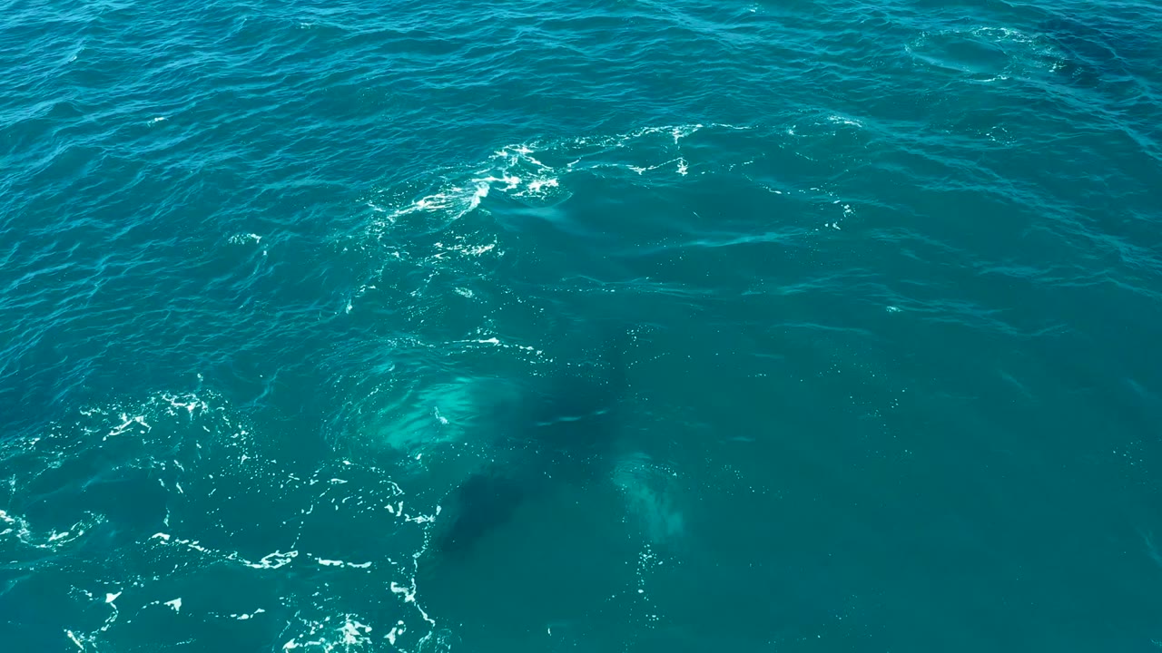 Submerged whale under clear blue-green water near small foam patches
