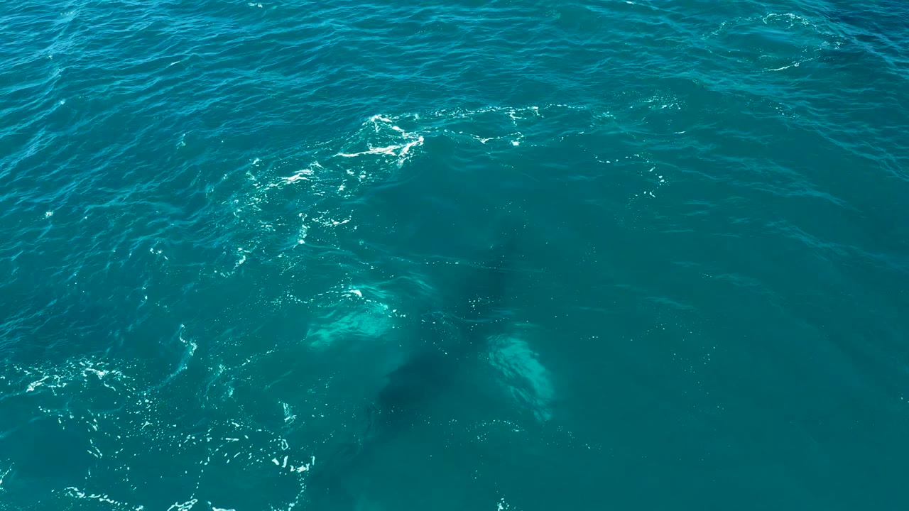 At 0:02 in El Tule Los Cabos, Baja California Sur, the whale remains below the surface while brighter turquoise patches and foam mark the water above it, with no visible people.