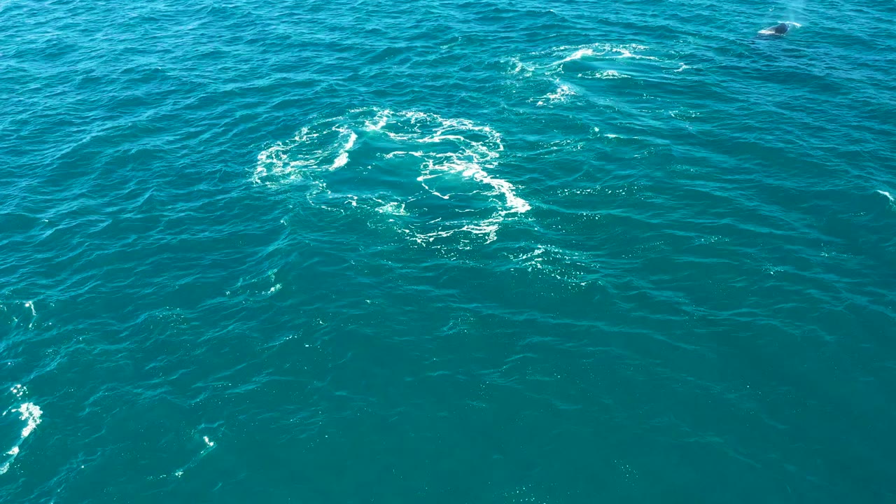 Aerial view of turquoise ocean at El Tule Los Cabos with a bright white foam burst from whale activity and no visible people.