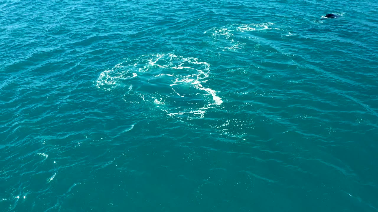 Open blue-green water with foam rings and a small dark whale shape near the top.