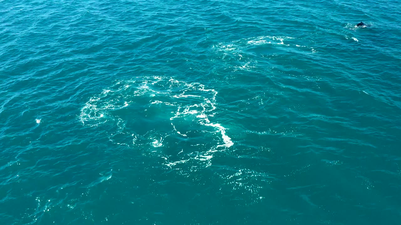 Aerial view over El Tule Los Cabos water where the whale-slap foam remains bright against turquoise waves and no visible people appear.