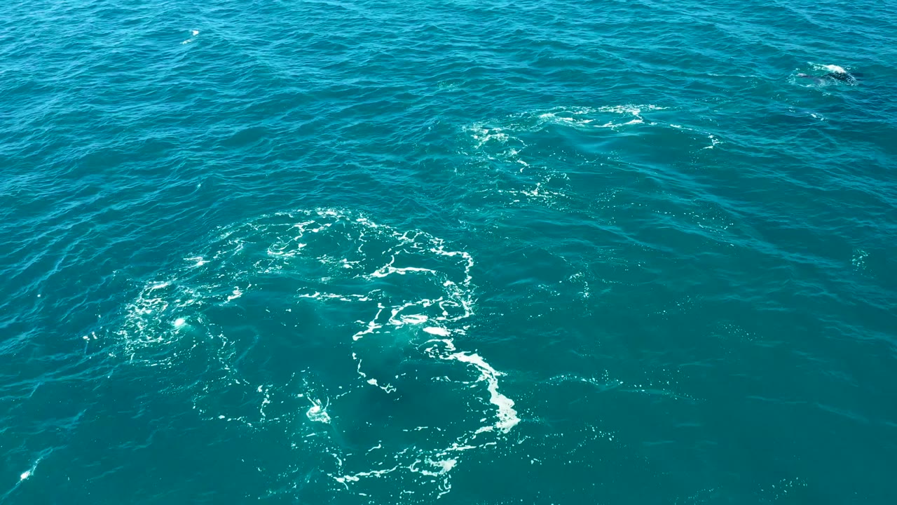 Foam patch and ripples spread across open turquoise ocean.
