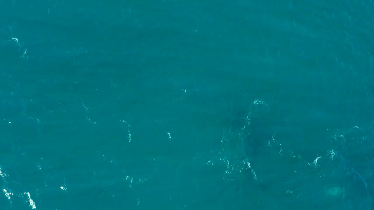 Overhead turquoise water at El Tule Los Cabos with a faint dark animal-like shape below the surface and no visible people.