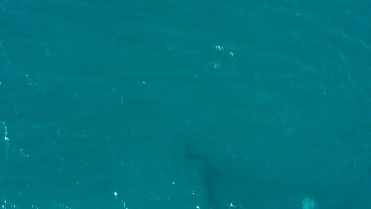 A dark marine shape sits under the turquoise surface near the center of the overhead El Tule Los Cabos frame, with scattered white highlights and no visible people.