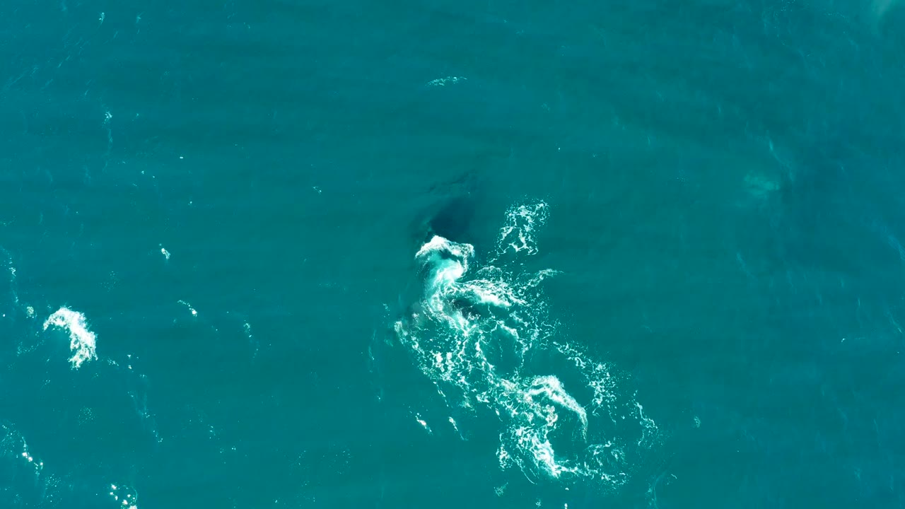 At El Tule Los Cabos, a dark whale shape is visible under turquoise water near a small white surface splash, with no visible people.