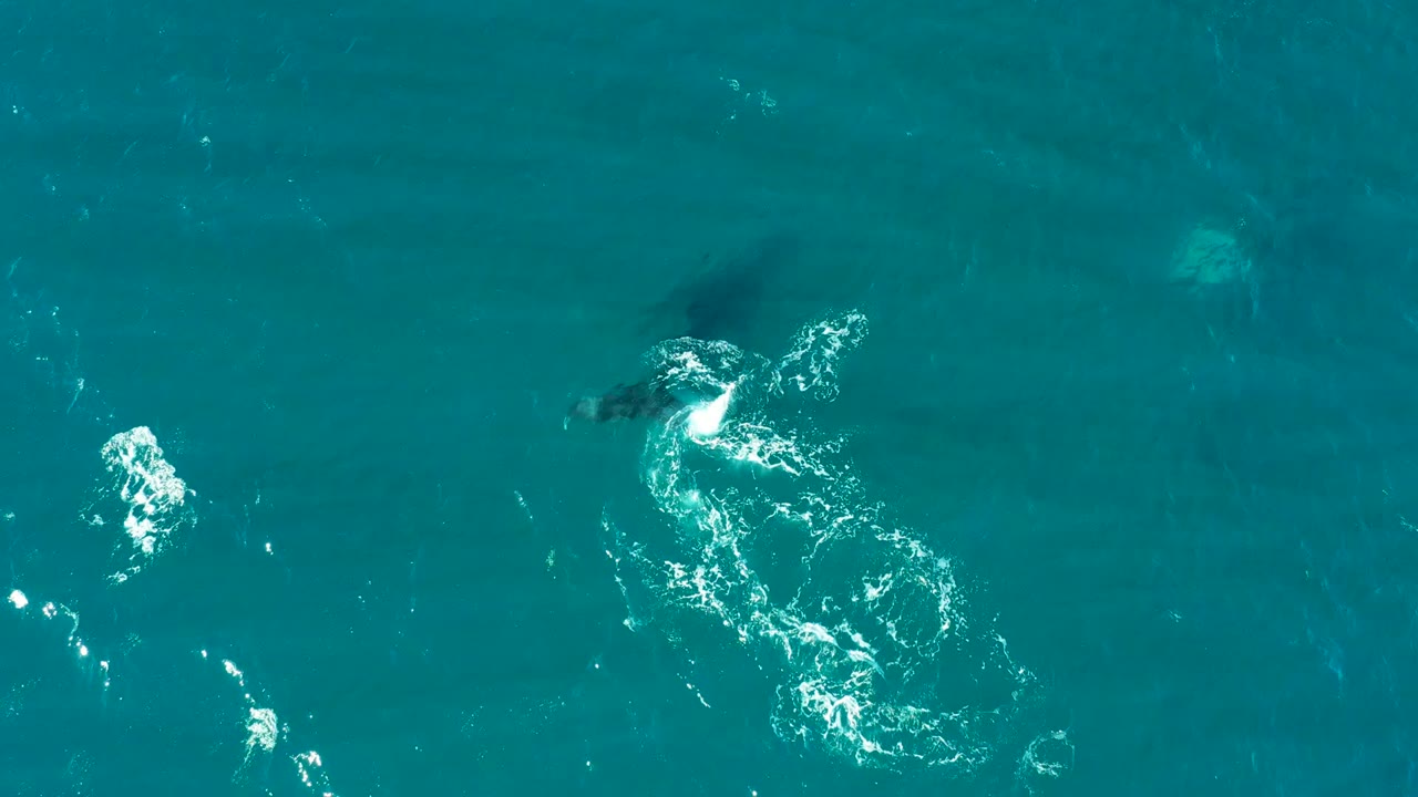 At El Tule Los Cabos, white bubbles spread across the turquoise surface while the whale remains mostly submerged beneath them, with no visible people.