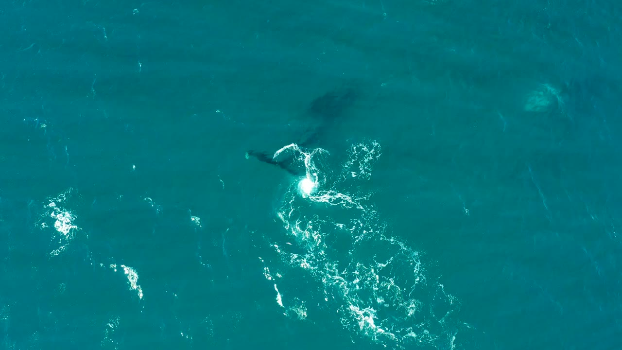 At El Tule Los Cabos, a curved patch of white foam marks the whale’s path below the clear blue-green surface, with no visible people.