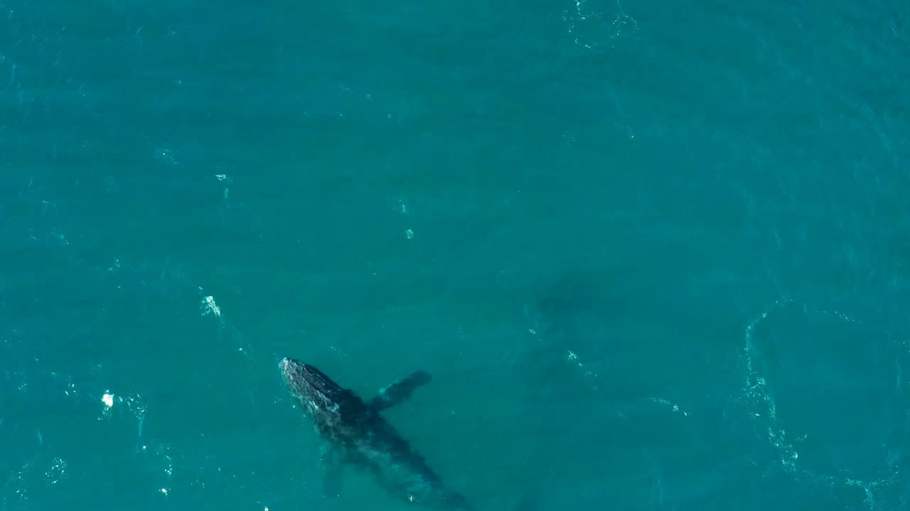 Overhead view of a humpback whale under clear turquoise water at El Tule Los Cabos, Baja California Sur, with no visible people.