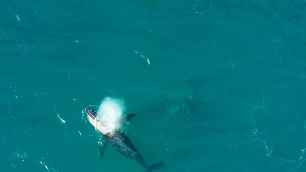 Humpback whale surfacing with white spray