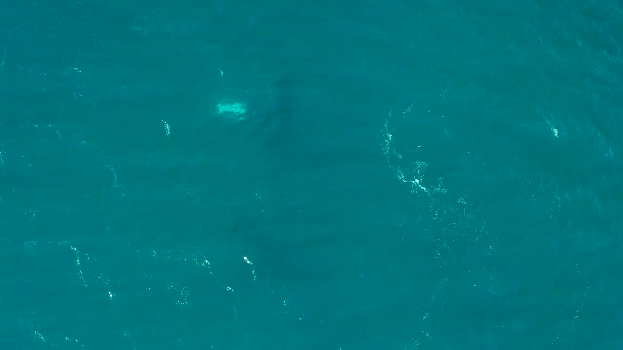Overhead view of turquoise water at El Tule Los Cabos with scattered white ripples, a faint dark shark shape below the surface, and no visible people.