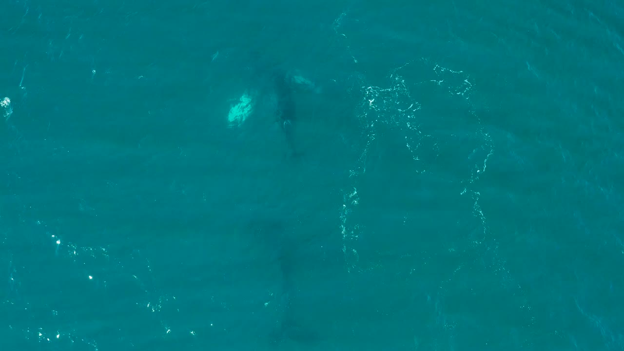 Overhead view at El Tule, Los Cabos showing a dark whale form under turquoise water near the left side, with small surface ripples and no visible people.