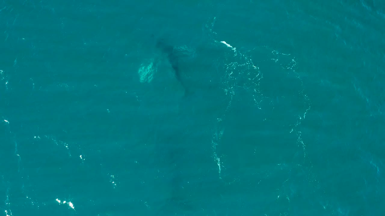 Whale beneath teal ocean water with ripples and a pale highlight.