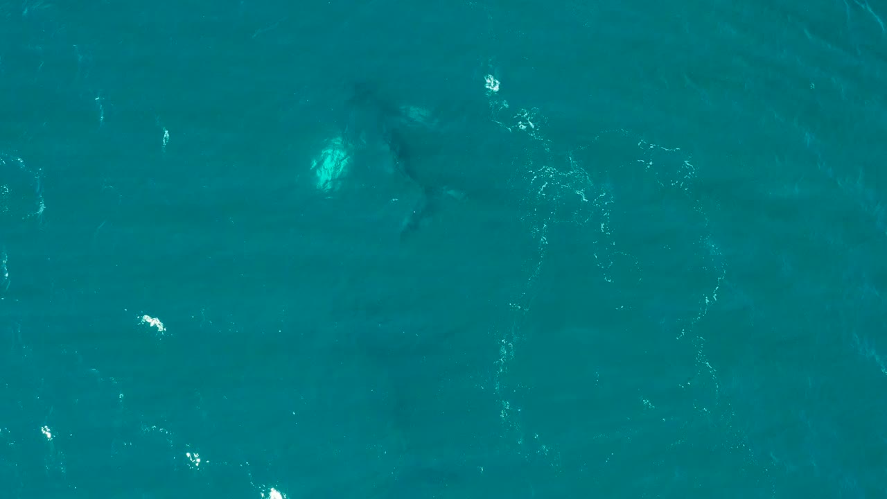 Aerial view over El Tule, Los Cabos water with the whale outline near the upper center, white ripple streaks around it, and no visible people.