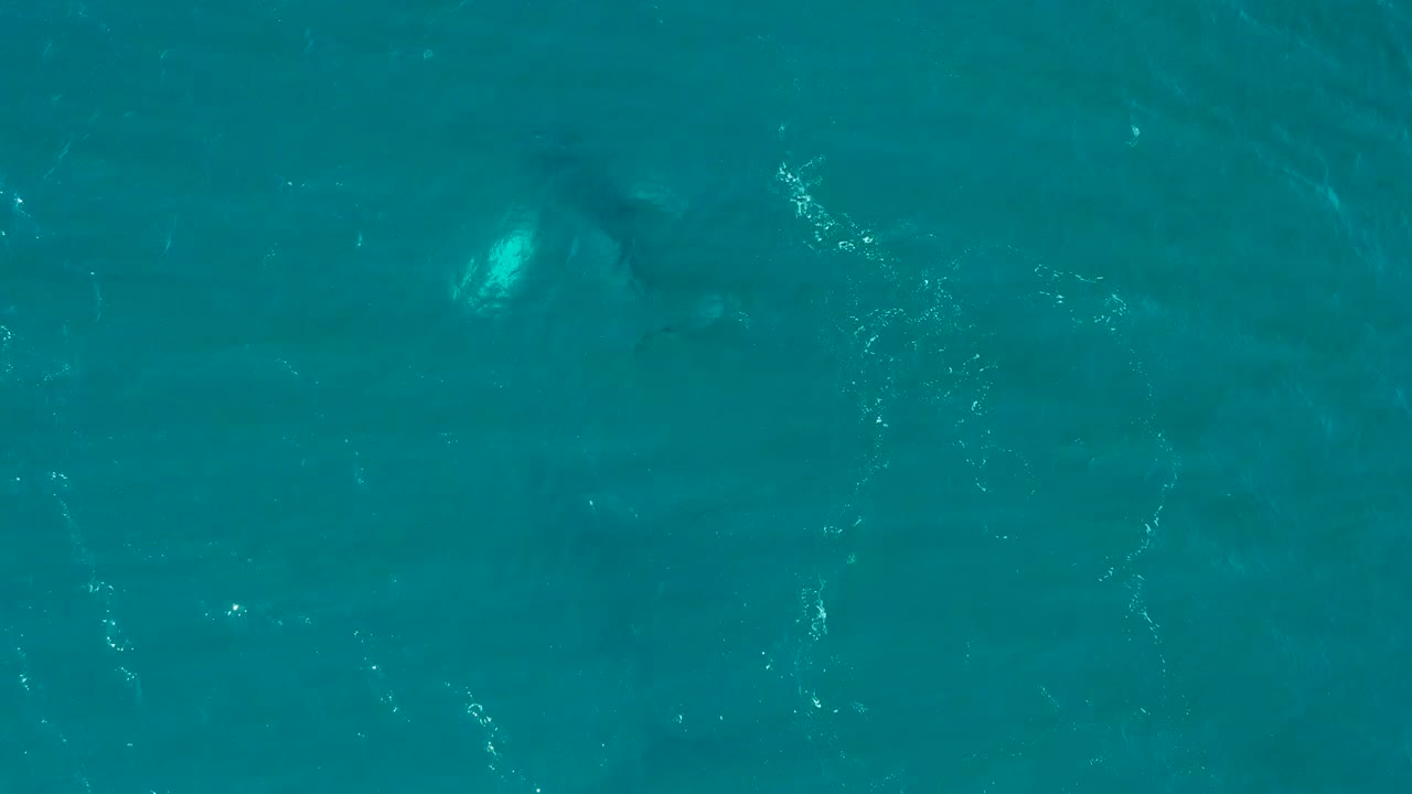 Submerged whale body under clear blue-green ocean surface.