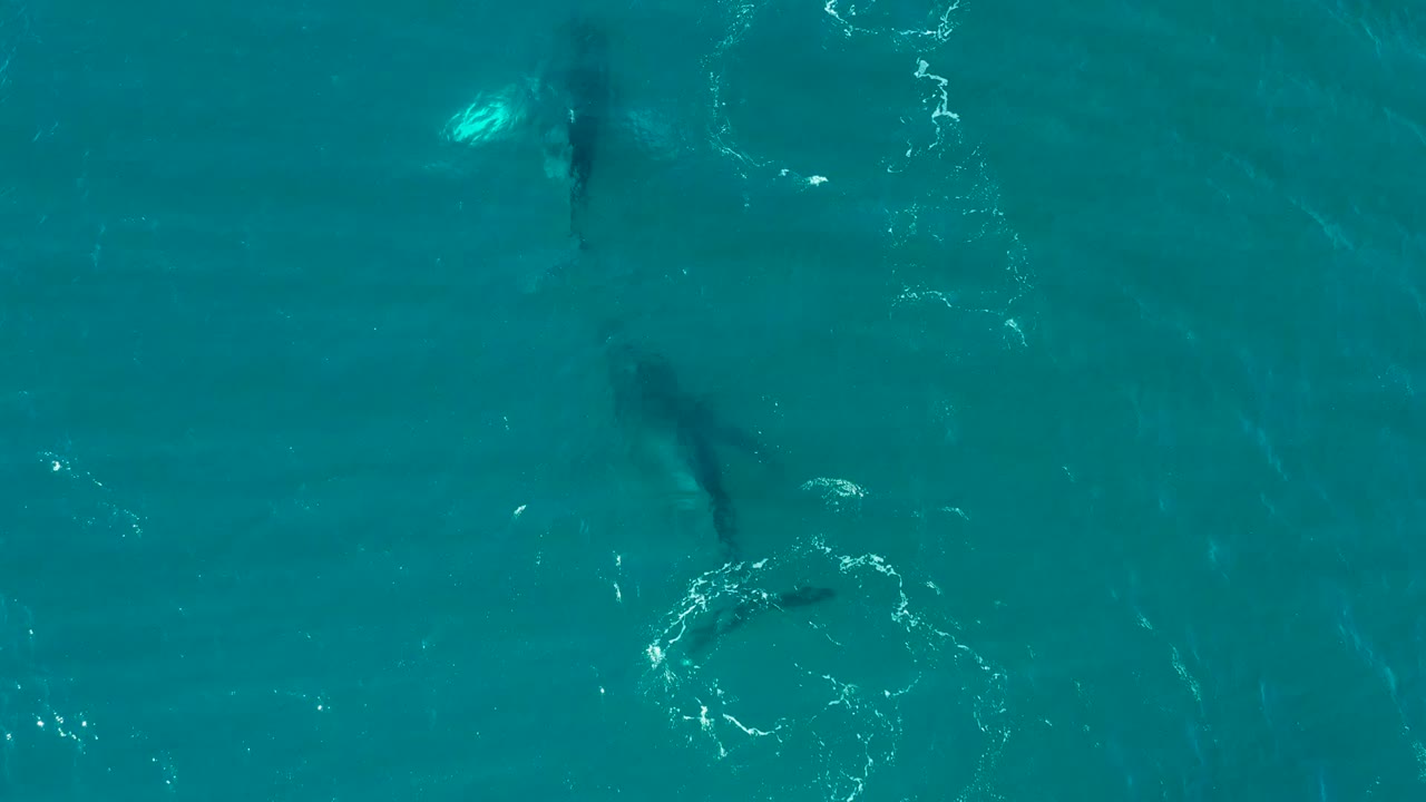 Overhead frame from El Tule Los Cabos showing two dark sharks beneath turquoise ocean water, bright surface glints, and no visible people.