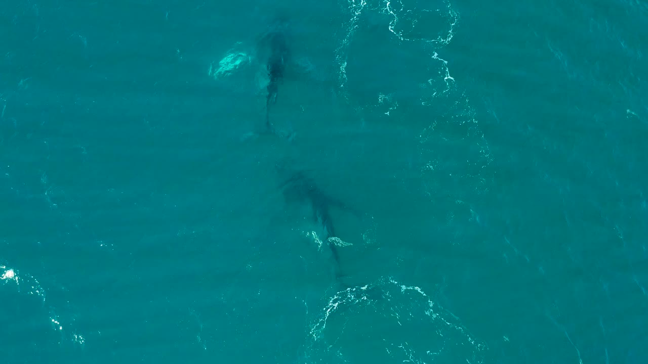 Two shark shapes glide under clear blue-green water.