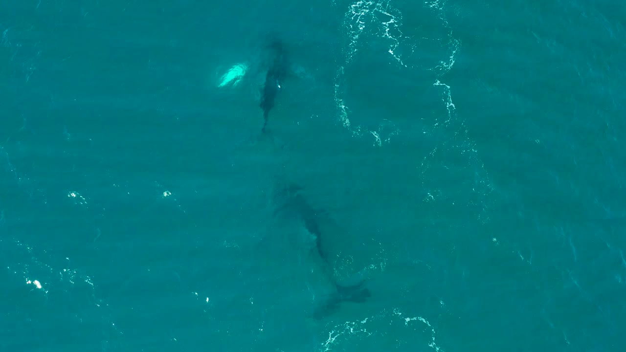 An overhead view at El Tule Los Cabos catches two dark shark forms beneath turquoise water, one near bright surface glare, with no visible people.