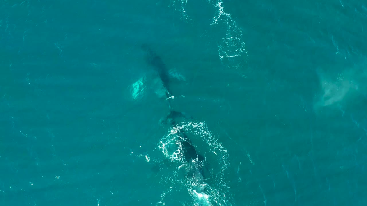 At El Tule Los Cabos, a whale appears below turquoise ocean water near a bright circular splash, with no visible people.