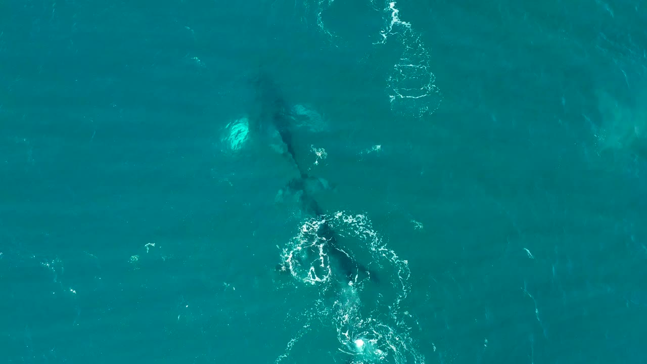 Whale shape under clear blue-green water beside surface foam.