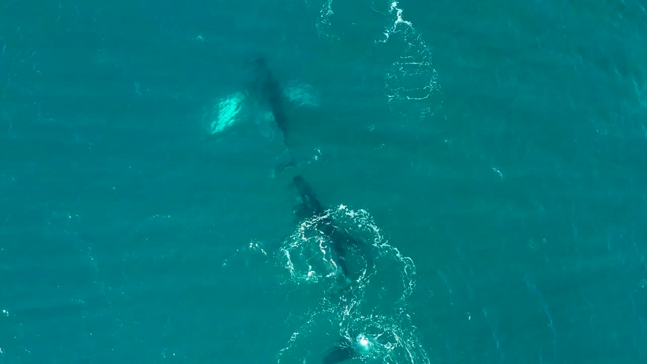 At El Tule Los Cabos, a submerged whale sits below the surface near a compact white splash pattern in turquoise water, with no visible people.