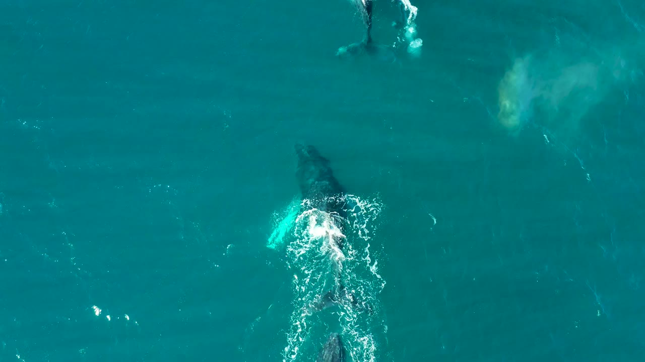 Overhead frame from El Tule Los Cabos showing whales surfacing in turquoise ocean water, white splash trails, and no visible people.
