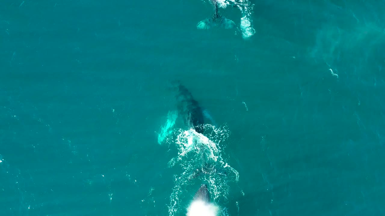 Whales move under turquoise water with a bright splash near center.