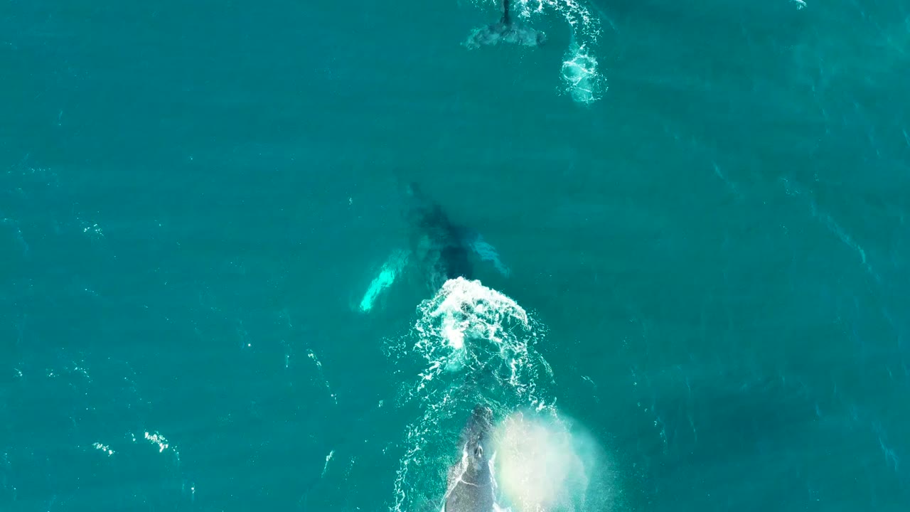 Top-down El Tule Los Cabos frame with a whale spout blooming beside surface foam in turquoise water, with no visible people.