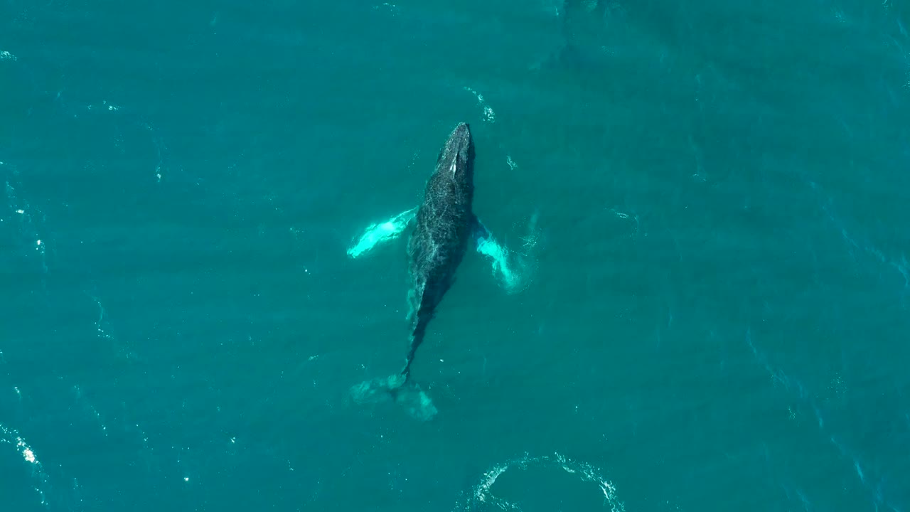 Overhead frame from El Tule Los Cabos showing a humpback whale just below the turquoise water surface, with pale fins visible and no visible people.