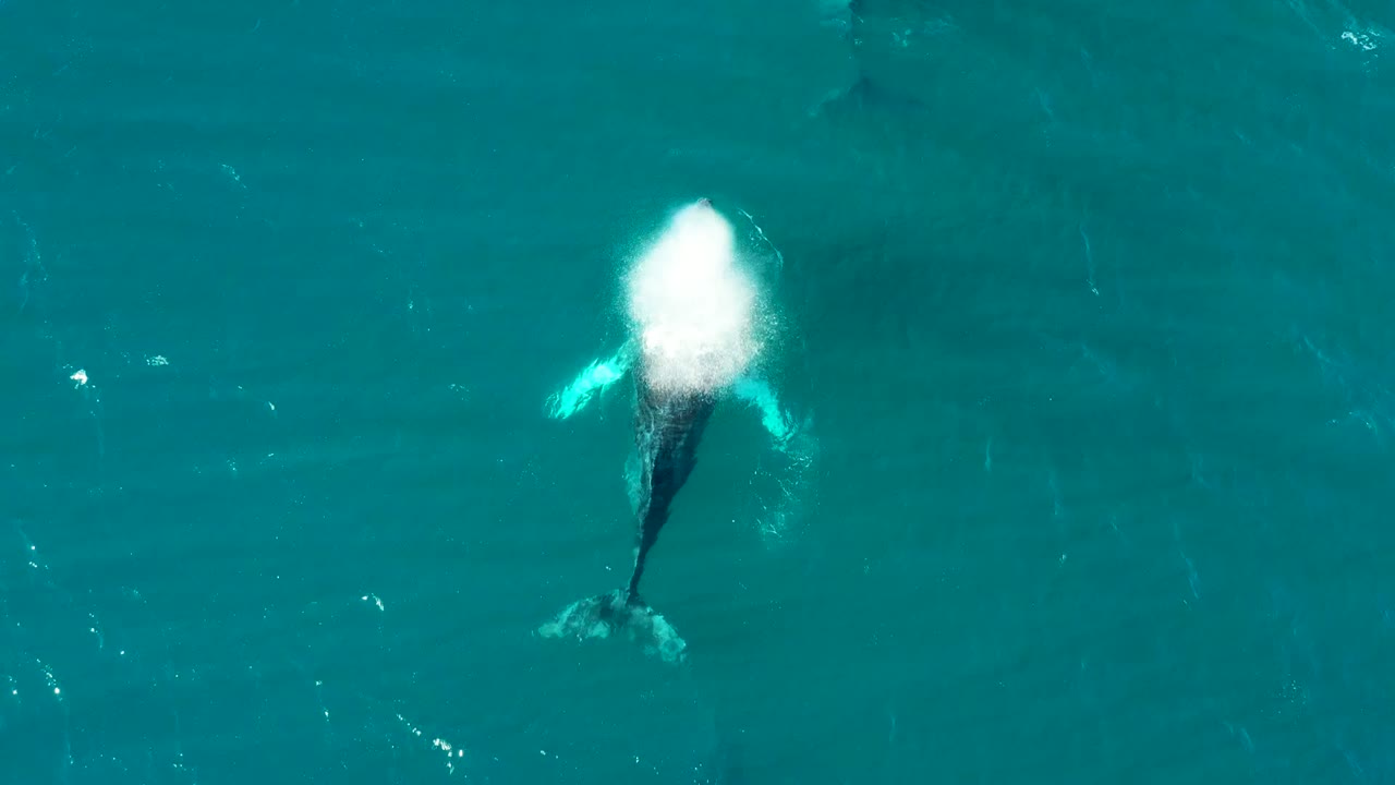 At El Tule Los Cabos, the humpback whale releases a bright white spout above its dark body in turquoise water, with no visible people.