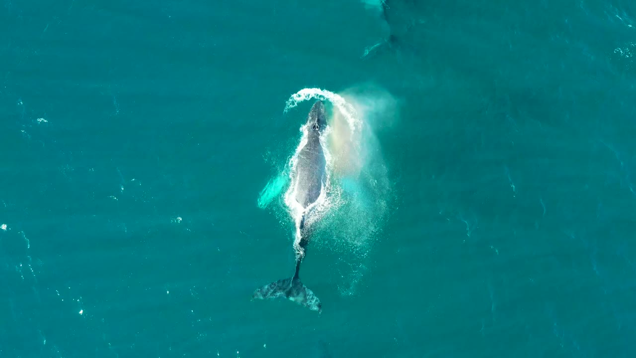 The humpback whale surfaces at El Tule Los Cabos with white spray tracing the head and body, while the tail trails below in clear turquoise water and no visible people appear.