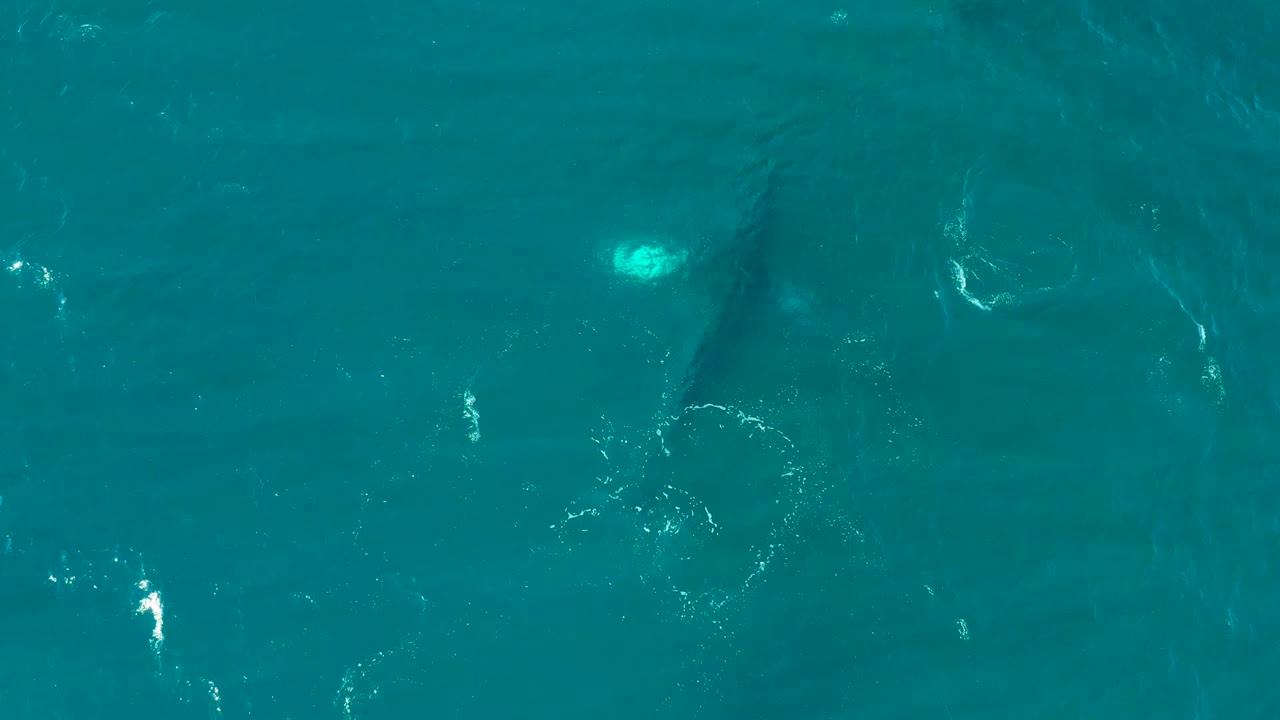Overhead view of a humpback whale below the turquoise ocean surface at El Tule Los Cabos, Baja California Sur, with small ripples around it and no visible people.
