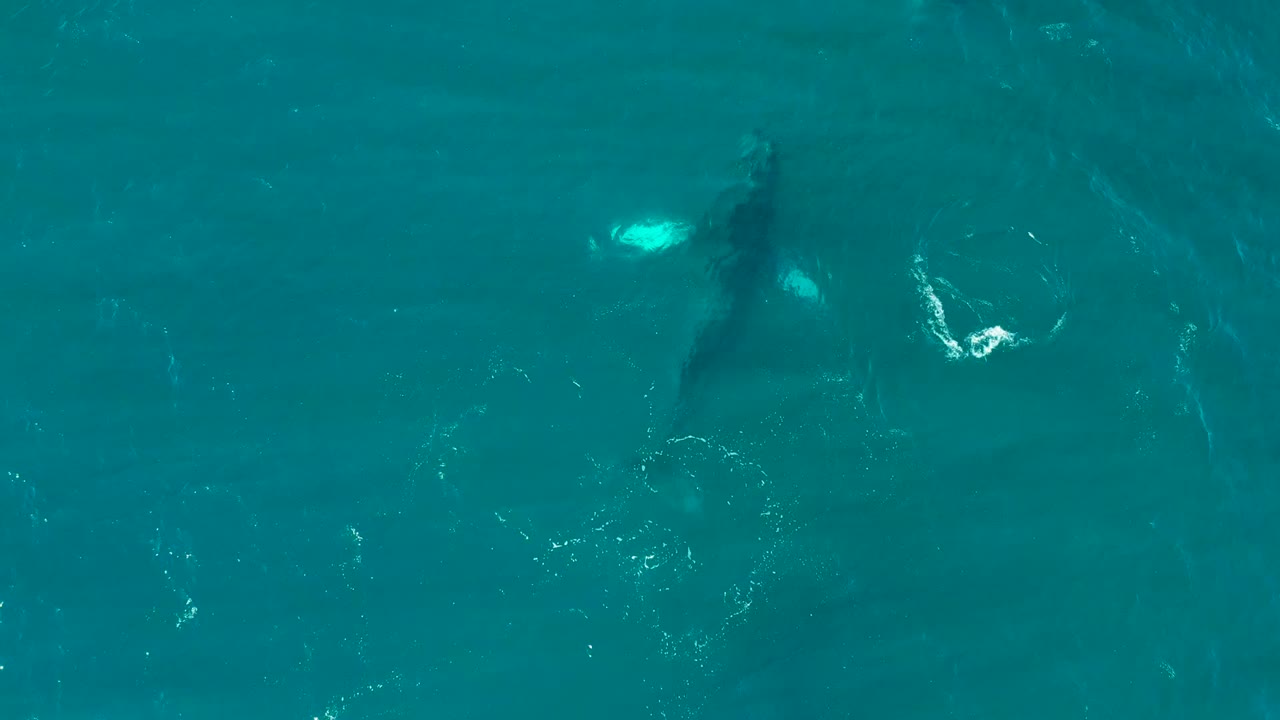 Humpback whale under clear blue water with bright pectoral fins