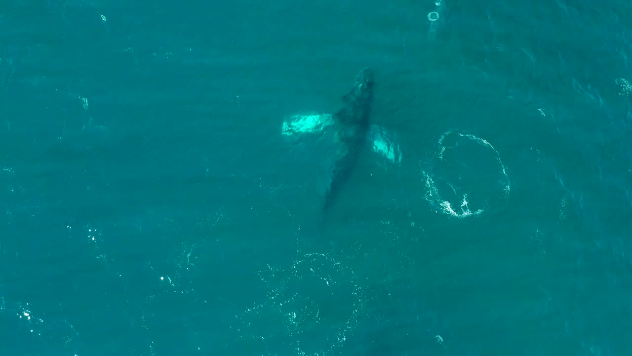 Overhead whale footage in Baja California Sur shows the animal beneath turquoise water with a circular bubble disturbance off to one side and no visible people.
